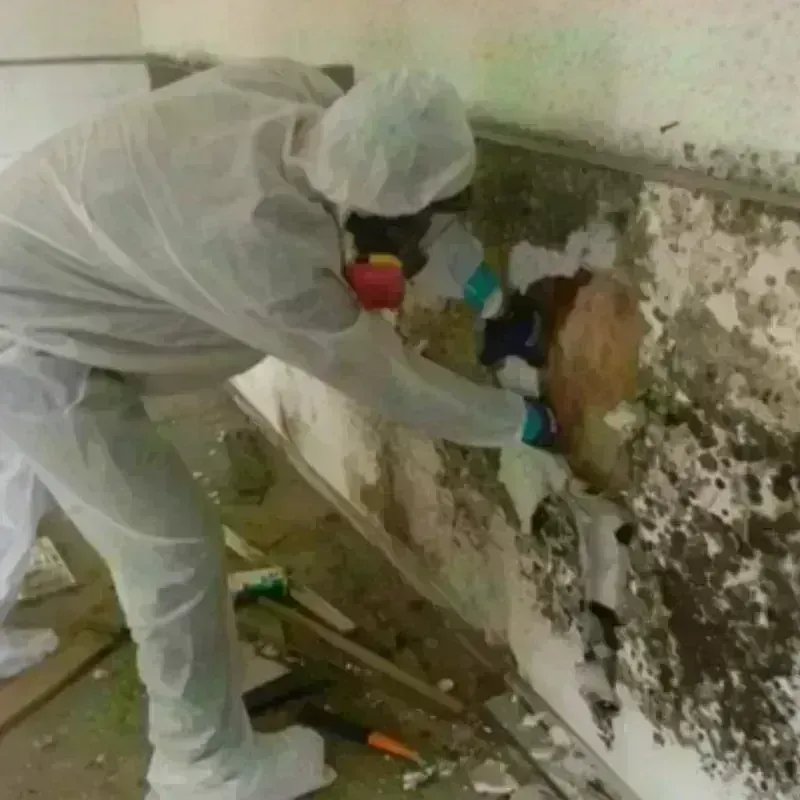 Mold Remediation and Removal in Johnston City, IL